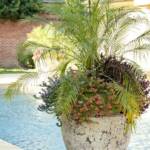 "Chris Olsen of Botanic Gardens filled containers with Phoenix roebelenii palms, Milion Bells petunias and wandering jew plants for foliage. The pool, designed by Brooks Pool Co., features tile edging and bench seating."