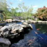 Custom Concrete Koi Pond: Brooks Pool Co., Inc. 
Landscape Architect: Landscape Associates, LLC | North Little Rock, AR
General Contractor: John Ulmer | Little Rock, AR

Brooks Pool Co., Inc. | © 2014 